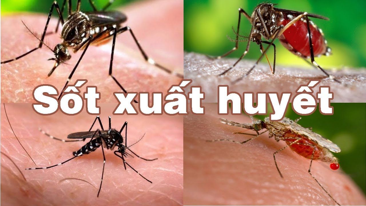 Phòng bệnh sốt xuất huyết