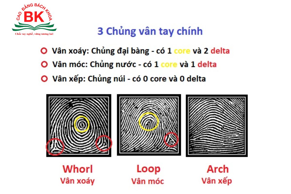 3 chủng vân tay chính